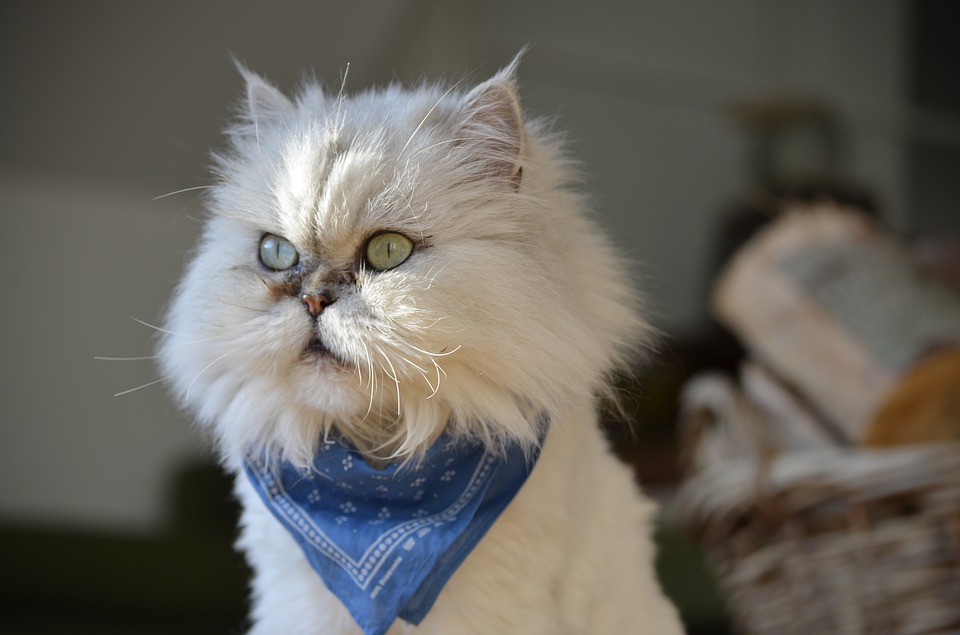 Imagem mostra gato branco olhando para o lado com cara de espanto. Será que ele viu algum conteúdo político em vídeo?